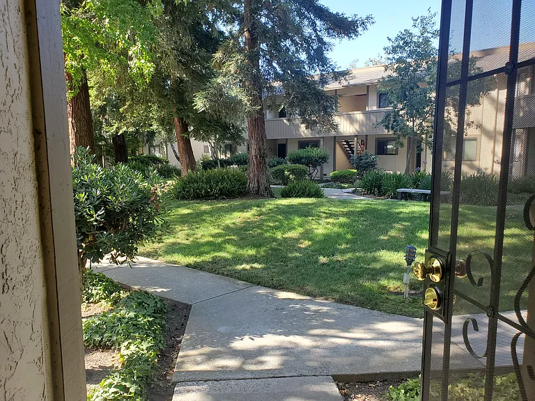 Outside view from the entrance. View has 5 redwood trees and lots of ferns