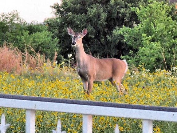 Deer in Back