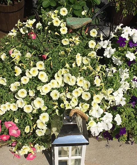 Beautiful Community Patio. A peaceful area to gather with flowers & friends.