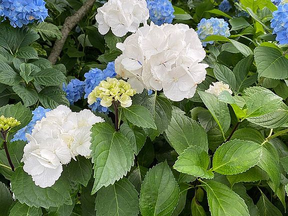 Hydrangeas