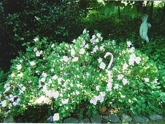 pink azalea and flamingo!