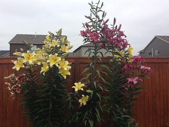 More lilies
