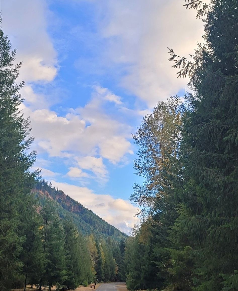 147 Glacier Drive, Mineral, WA 98355 Zillow