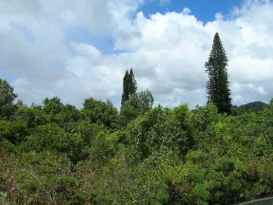 5th image of Kaumualii Hwy Lot 97-E