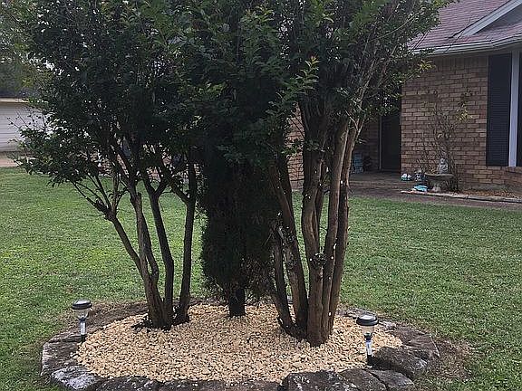 Front yard 