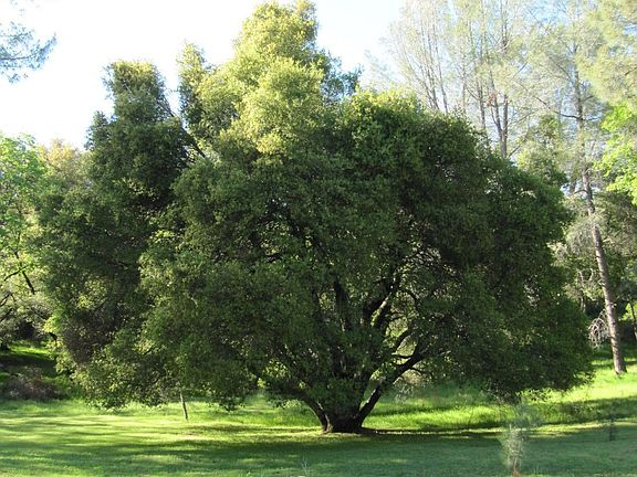 Huge old oak tree on the beautiful, rolling, tree studded acreage