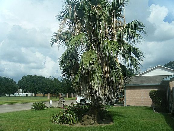 Beautiful palm tree