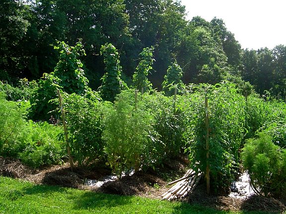 Garden (tomatoes 6' tall)