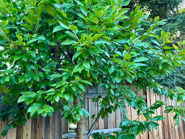 Backyard Cherry