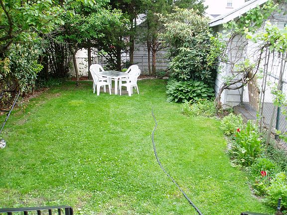 Backyard, trees, vine plants