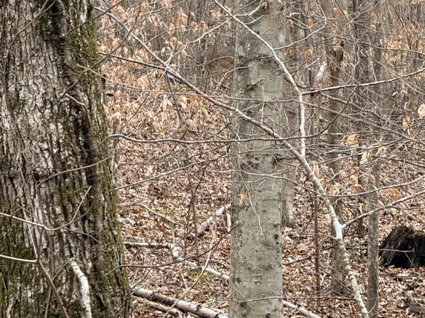 0 Scott Branch Rd, Hampshire, TN 38461