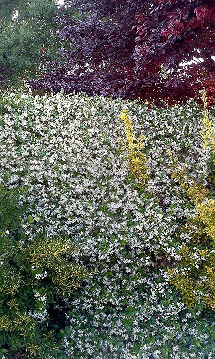 Star Jasmin in the spring