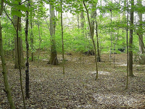 fairly flat & wooded