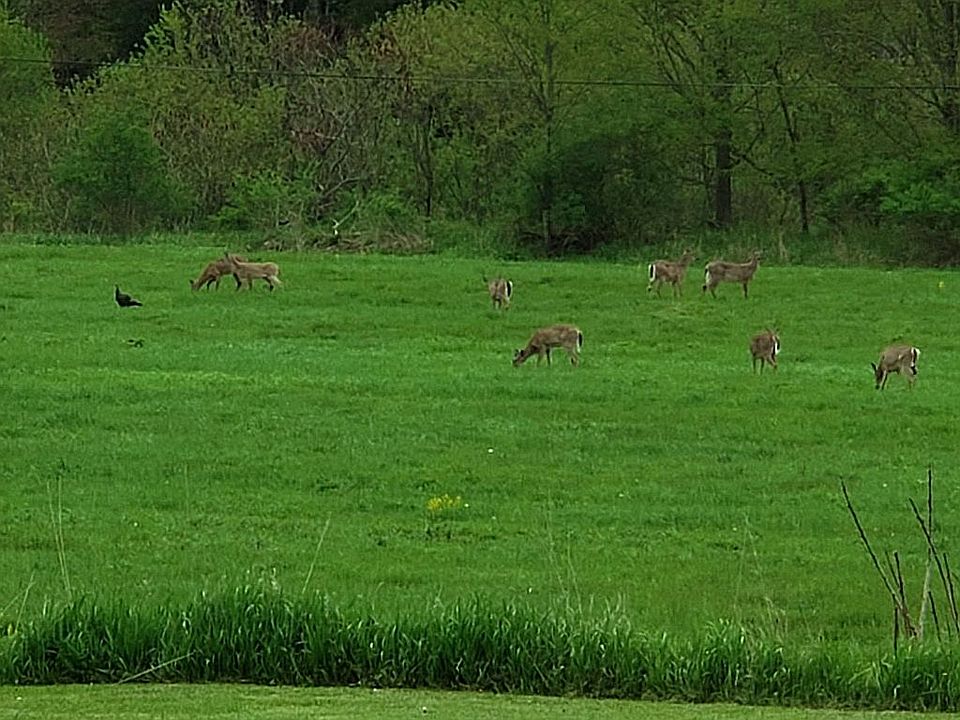 Where deer and turkey play!
