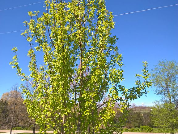 Pear Tree/ 1 of 3