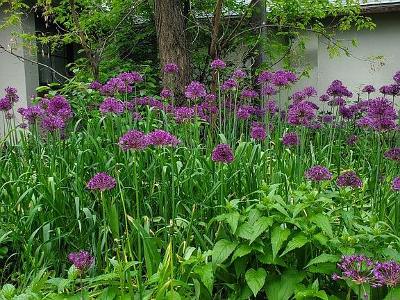 beautiful summer flowers