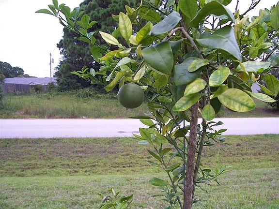 First Orange