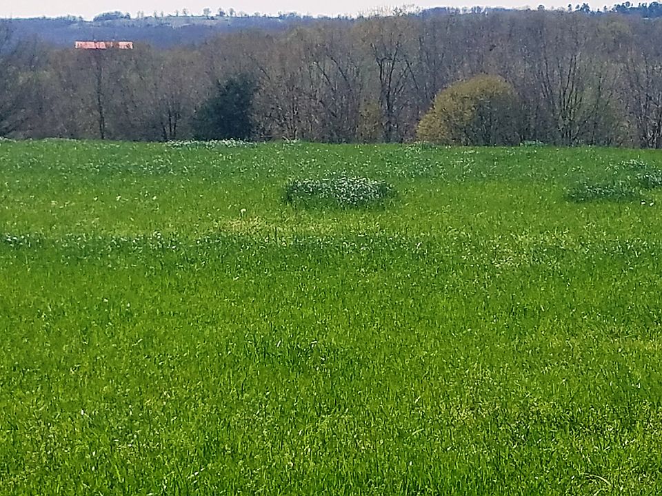 Field of Bermuda Grass