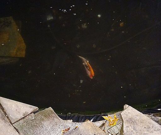 Koi