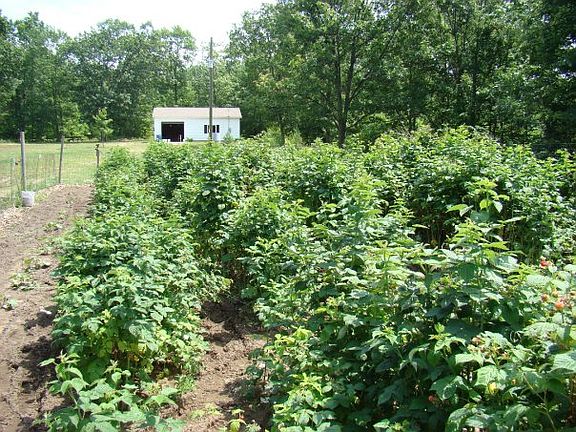 Garden / Raspberries