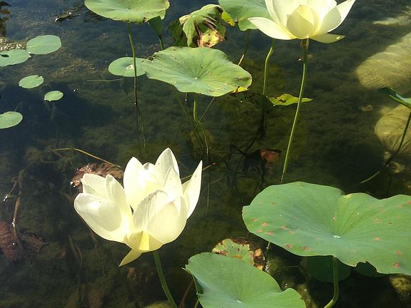 Water lily in the natural pool