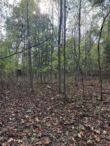 0 Remington Lane Lots #17 & 18, Dunmor, KY, 42339