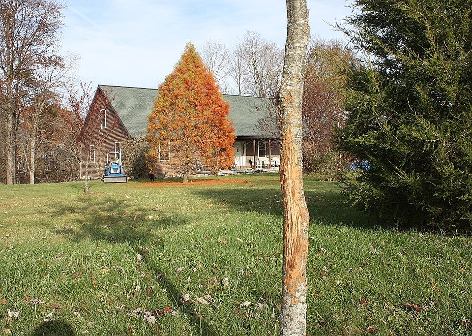 Front yard / deer rub