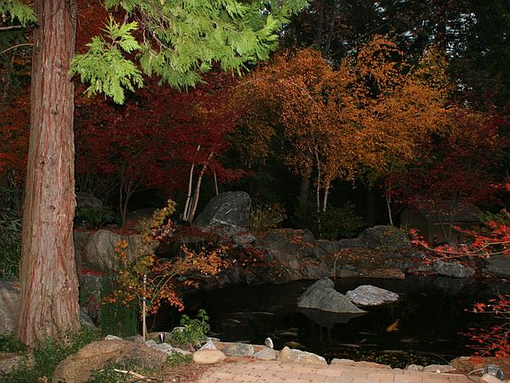 koi pond in fall