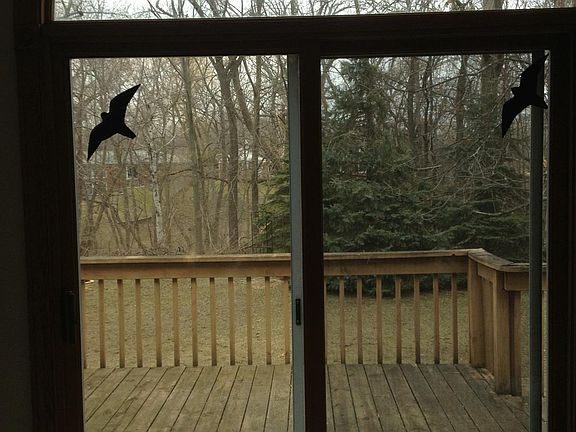 view of backyard