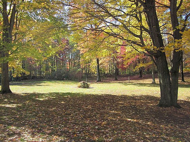 back yard