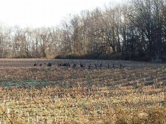 a rafter of wild turkey
