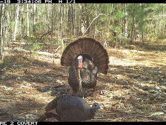 3rd image of Swamp Fox Hwy E Lot Wp001