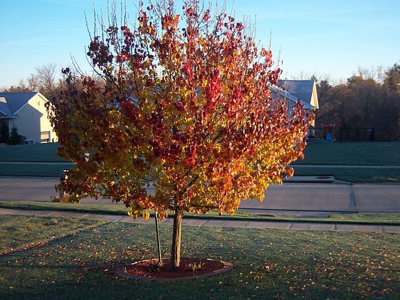 Front yard tree in autumn