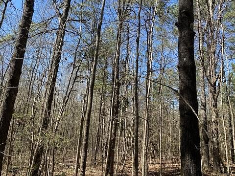 <p>pine and hardwood</p>