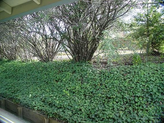 Ivy bank at rear of unit to open land on lot next door.