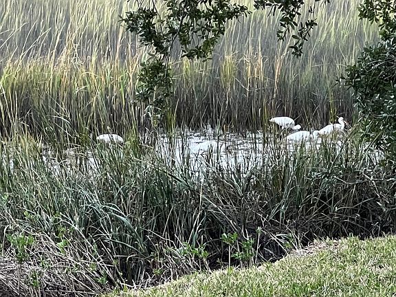 View of the marsh from the porch. There is so much wildlife to see.