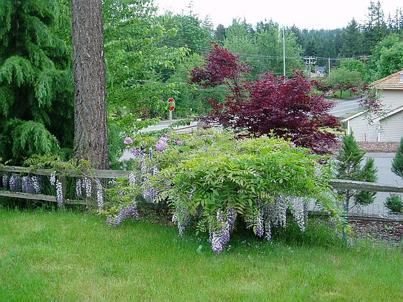 Wysteria
