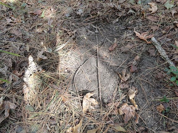 5th image of W Fm 1662
