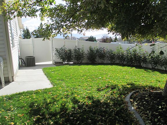 Roses in the side yard.