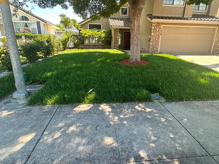 Front Yard