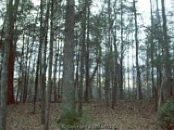 2nd image of 29101 Tatum Rd