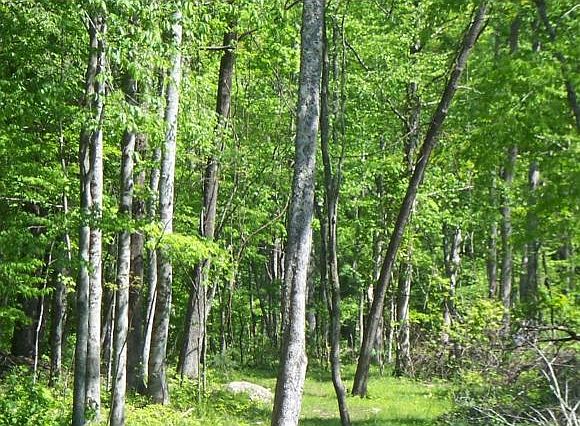 2nd image of 381 Tiger Creek Rd