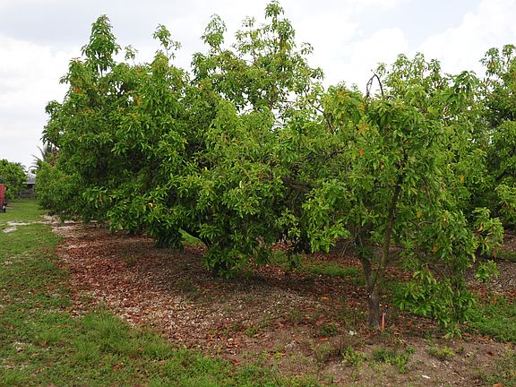 Avocado Grove