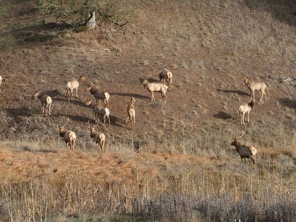 Elk in our yard
