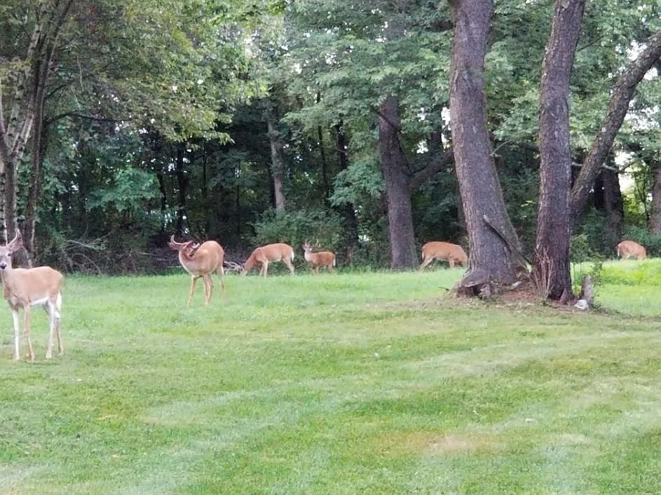 Cacchioli Ct, Highland Mills — Photo 3