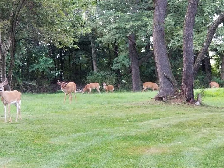 Cacchioli Ct — Photo 3