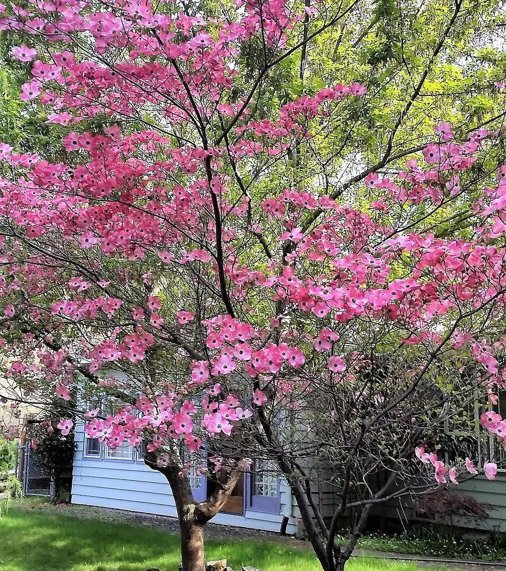 Friendship St, Ashland — Photo 4