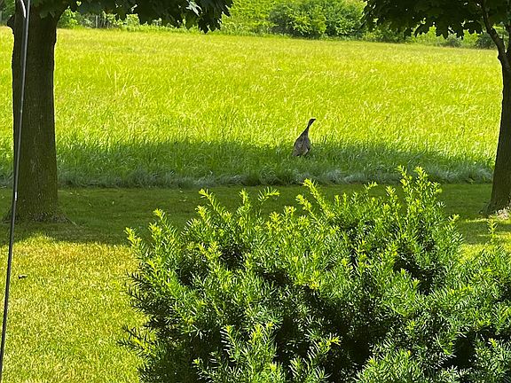 Wildlife in the backyard