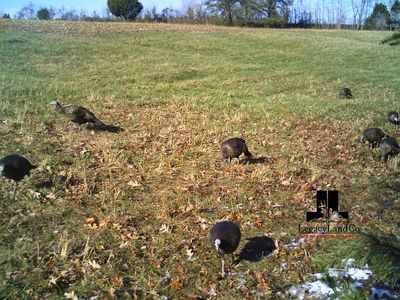 3rd image of 149 Dog Creek Ln