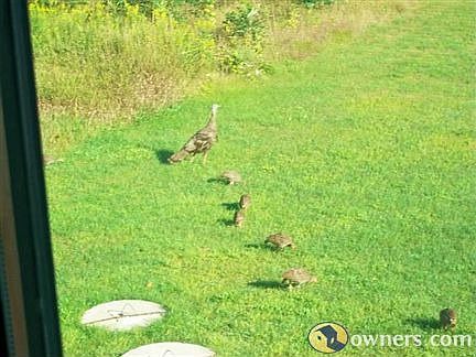 Turkeys outside front window